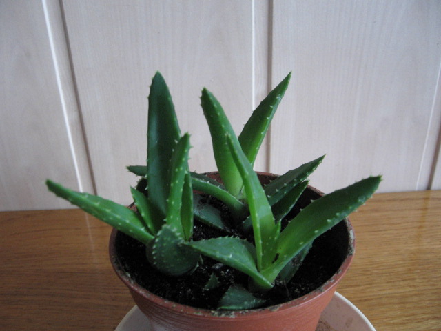 Aloes leczniczy !!   o grubych mięsistych liściach