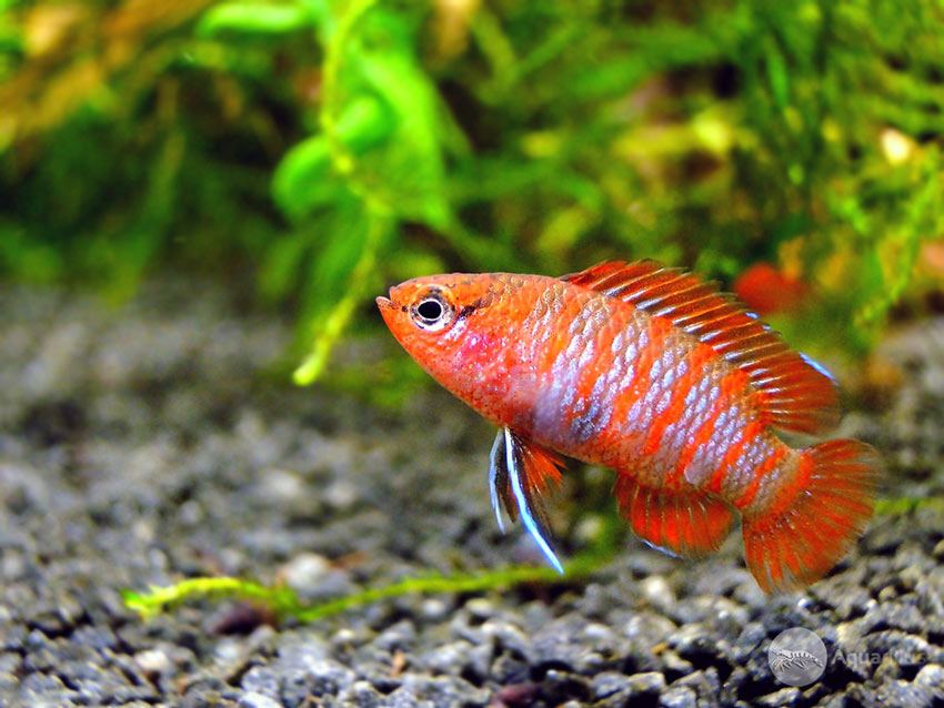 Badis Bengalski (Dario Dario) do nano akwarium