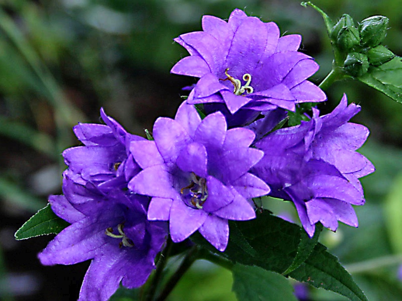 DZWONEK POKRZYWOLISTNY - CAMPANULA BERNICE 1szt