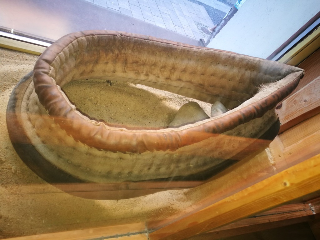 Homonto dla konia Stare