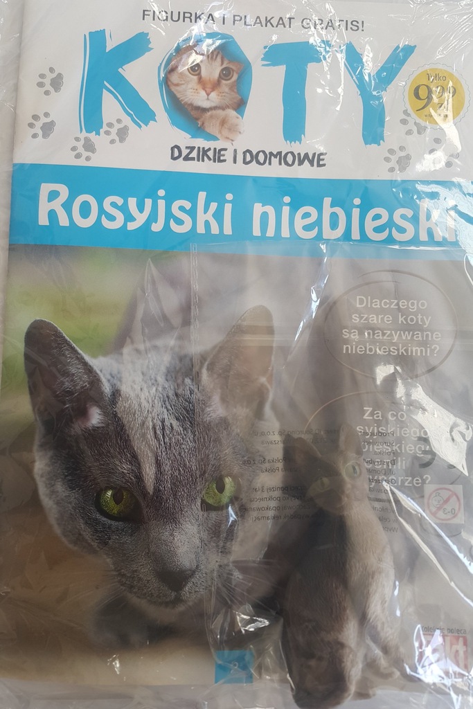 Koty dzikie i domowe Rosyjski niebieski