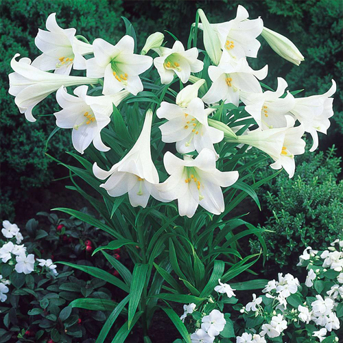 Lilia longiflorum LO WHITE HEAVEN 20/22
