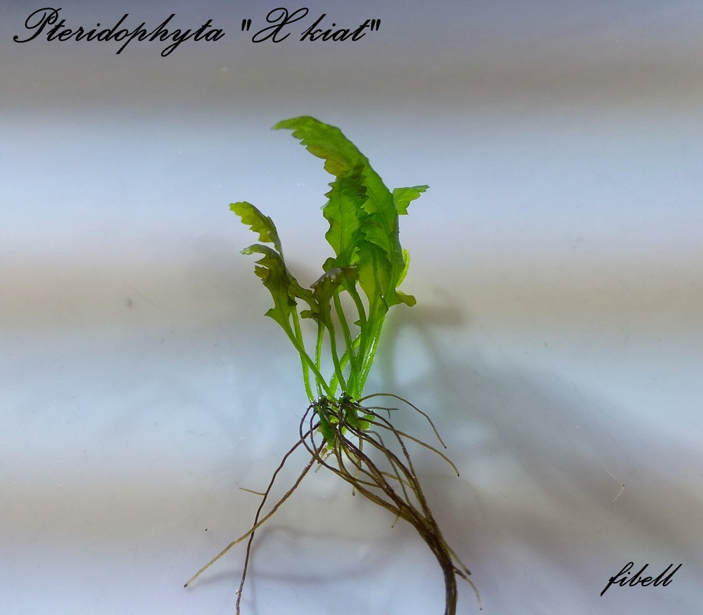 Pteridophyta  X-Kiat paprotka z wody od fibell