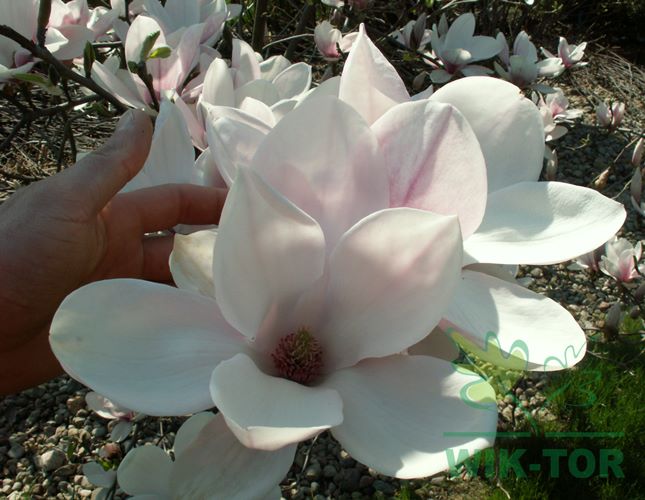Magnolia soulangeana KWIAT GIGANT magnolie BIAŁA