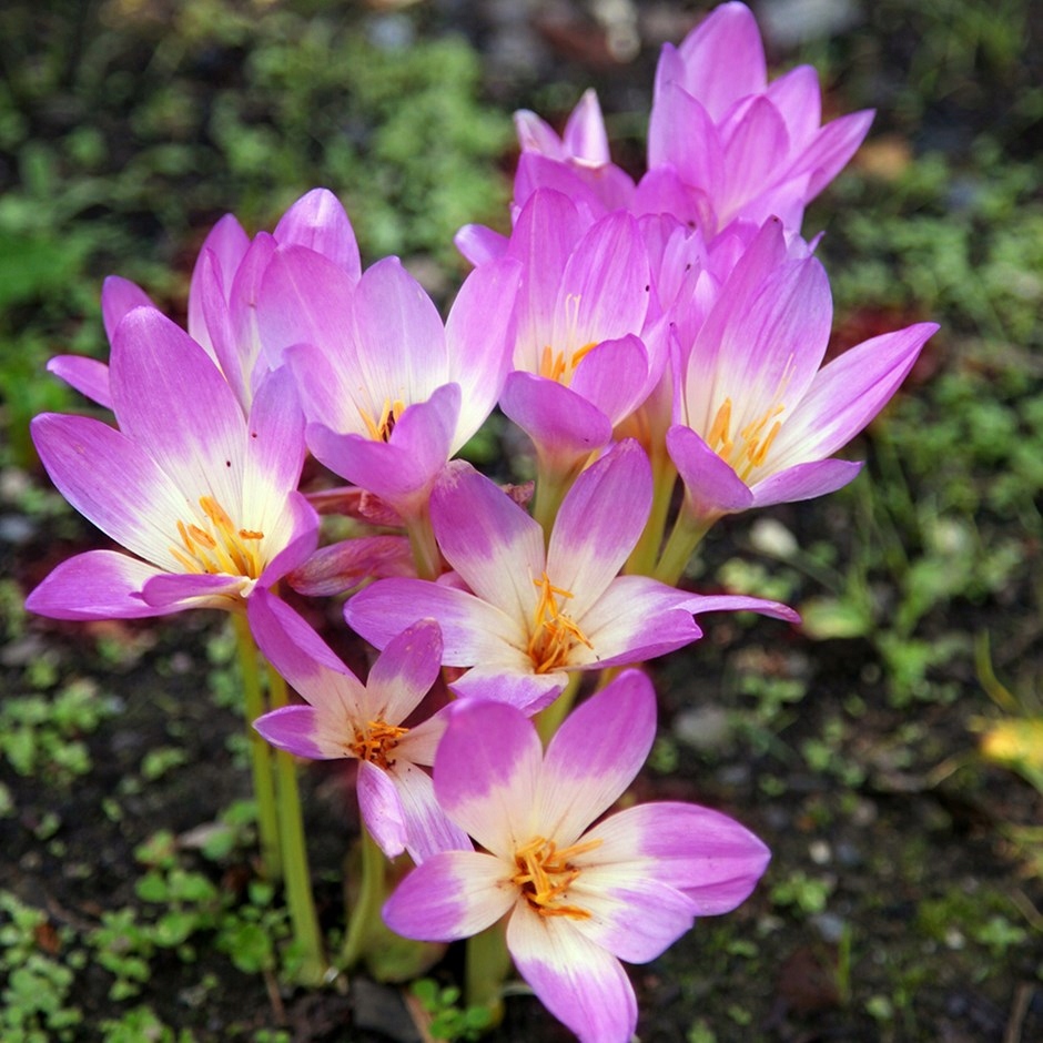 ZIMOWIT (COLCHICUM) LILAC WONDER CEBULKI duża!!!