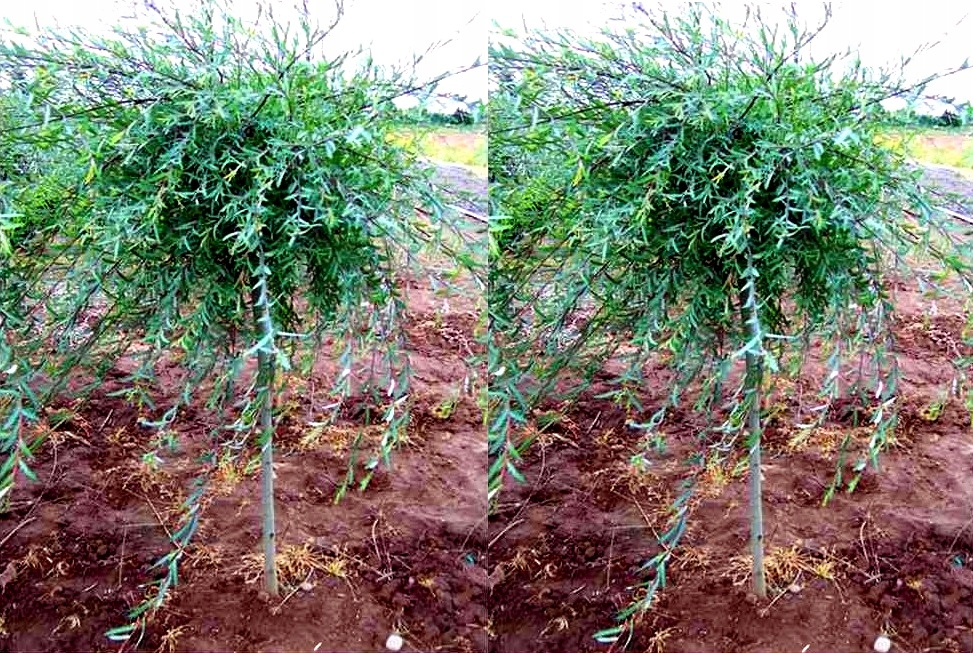 Wierzba purpurowa NANA - na pniu 120 cm /PRODUCENT