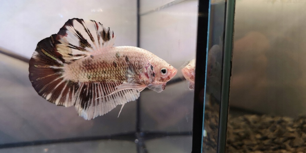 Bojownik Halfmoon Plakat Giant