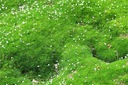 Kostýmové krmítko Sagina subulata Zelený mach Druh rastliny Iný