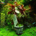 Ludwigia Repens Red bordowa XL Rośliny do akwarium łatwa