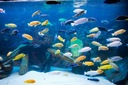 BLUETOOTH аквариумная светодиодная люминесцентная лампа RGB RGB 70 см II