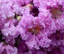 LAGERSTROEMIA INDICA KVITNE 120 DNÍ V ROKU MIX FARIEB - 20 SEMIEN Druh Okrasný strom