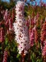 Polygonum affine 'Dimity' - спорыш почвопокровный