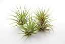 TILLANDSIA IONANTHA IONANTHA, , zamotaná, L '7 cm Kód výrobcu 907