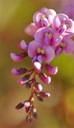 AUSTRÁLSKA WISTERIA DIVOKÁ WISTERIA RUŽOVÁ 5 NÁS Odroda różowa