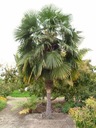 Mrazuvzdorná palma do - 20 C Hrubý štrk Fortunny pre záhradu semená Latinský názov inna