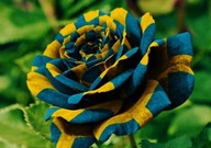 róża żólto-niebieska-nasiona