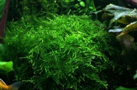 Mini Taiwan moss MECH 110ml