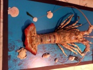 MIN 951 LANGUSTA DUŻA