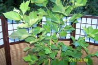 Platan klonolistny szczepiony na pniu kulisty stary okaz inny