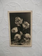 STARA PRZEDWOJENNA KARTA POCZTOWA POCZTÓWKA NIEMIECKA NIEMCY PITTIUS KWIATY