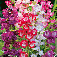 PENSTEMON HARTWEGO CHARMING FLOWERS BLEND 0,2G