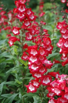 PENSTEMON HARTWEGO CHARMING FLOWERS BLEND 0,2G