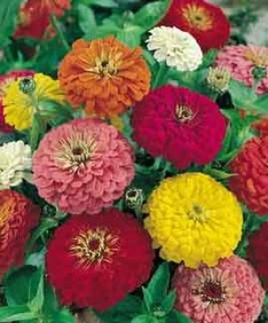 DWARF ZINNIA LILIPUT MIX – РАЙ ДЛЯ БАБОЧЕК