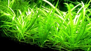 Sagittaria Subulata Растение Трава для газона