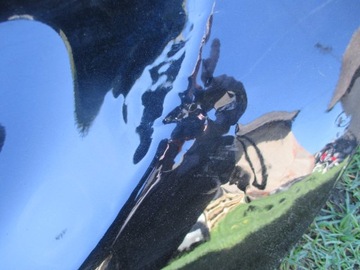 фото thumb №4, Крышка багажника задняя mercedes s-klasa w222 2013r-