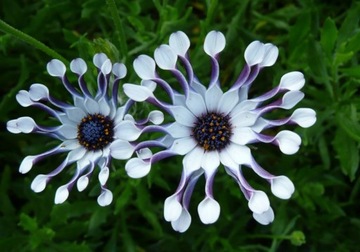 Osteospermum whirlygig stokrotka.