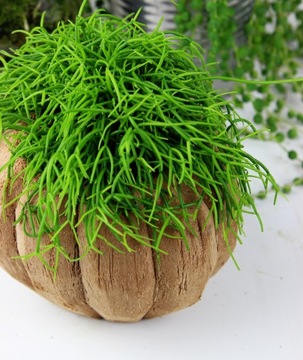 Rhipsalis cassutha – ПРИВЛЕКАТЕЛЬНАЯ ПОДВЕСКА