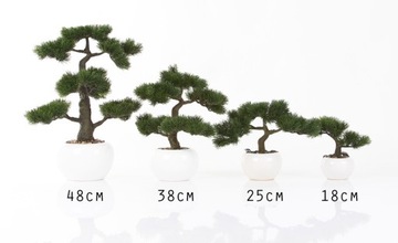 drzewko Bonsai Pinia 40 Sosna BONZAI ciekawy pień