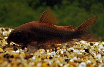 Рыба Черная кираса Corydoras black