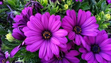 OSTEOSPERMUM FIOLETOWA BAJKA STOKROTKA .