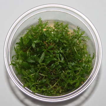 Prosepinaca palustris- in vitro - saxon4