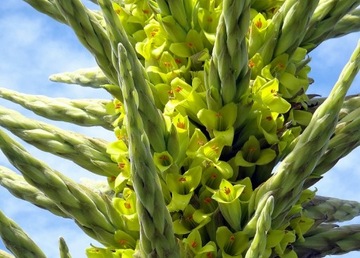 РЕДКАЯ ЖЕЛТАЯ ПУЯ - PUYA CHILENSIS - 5 СЕМЯН