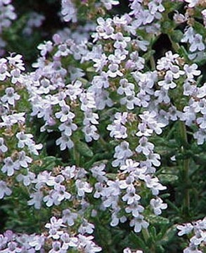 ТИМЬЯН (THYMUS VULGARIS) - 300 СЕМЕН.