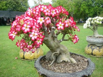 РОЗА ПУСТЫНИ ADENIUM OBESUM 3 СЕМЯ