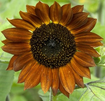 Семена декоративной цветовой смеси подсолнечника (Helianthus Annuus)