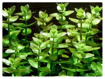 Bacopa Caroliniana KAROLIŃSKA чашка 10см in vitro