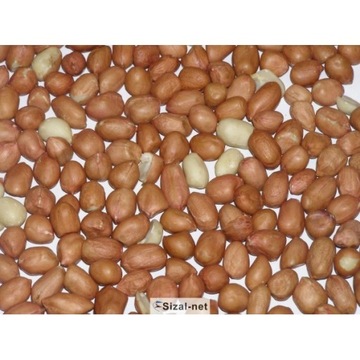 Orzechy ziemne surowe 1 kg. Super jakość !!