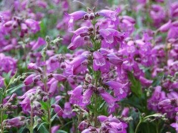 PENSTEMON HARTWEGO LOVELY FLOWERS MIX