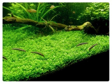 3. Hemianthus callitrichoides CUBA Часть in vitro.
