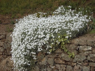 ROGOWNICA KUTNEROWATA DYWAN KWATÓW, NA OBWÓDKI