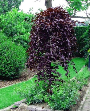 Бук фиолетовый PURPUREA PENDULA 180см В ГОРШКЕ