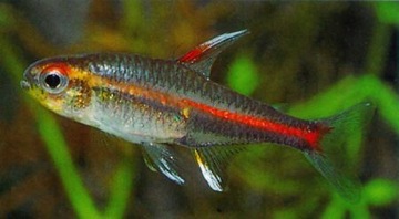Ryba Zwinnik Jarzeniec Hemigrammus erythrozonus