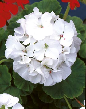 PELARGONIA RABATOWA BIAŁA nasiona