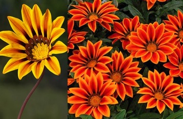 GAZANIA GLOSSY Солнечные цветы