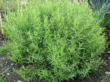 Эстрагон Artemisia dracunculus 0,1г Тораф