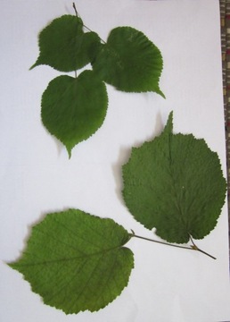 Листья Кустарников Фото